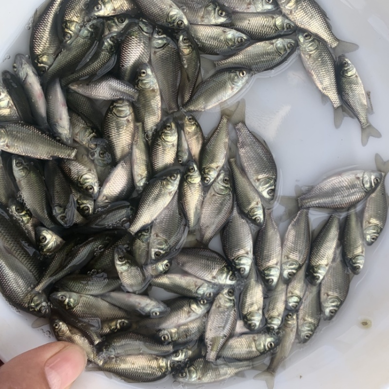 鲫鱼苗，湘云鲫，银鲫白鲫鱼苗杂交工程鲫，中科5号，鲫鱼
