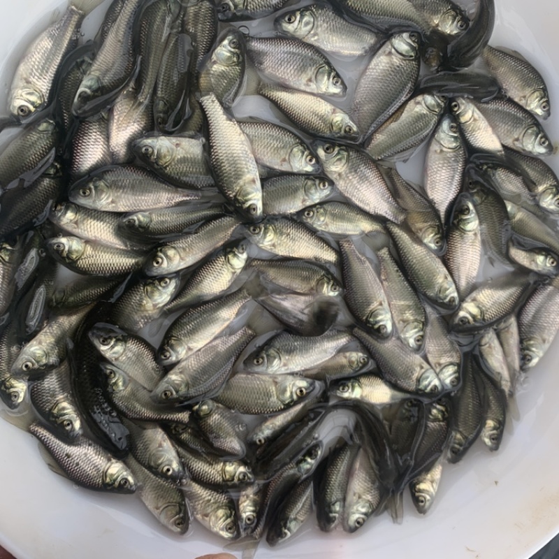 鲫鱼苗，湘云鲫，银鲫白鲫鱼苗杂交工程鲫，中科5号，鲫鱼