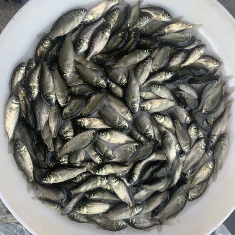 鲫鱼苗，湘云鲫，银鲫白鲫鱼苗杂交工程鲫，中科5号，鲫鱼