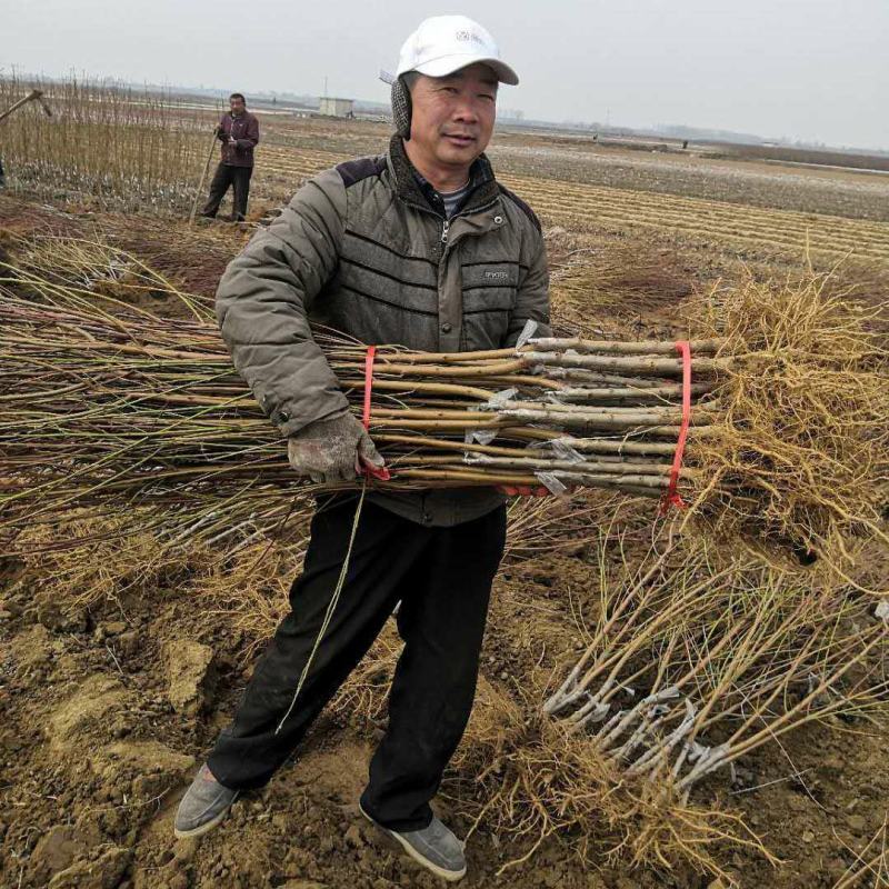 【新品种】桃树苗特大离核五月红春蜜南北方均可种植