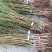 【新品种】桃树苗特大离核五月红春蜜南北方均可种植