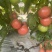 粉红西红柿番茄西红柿🍅