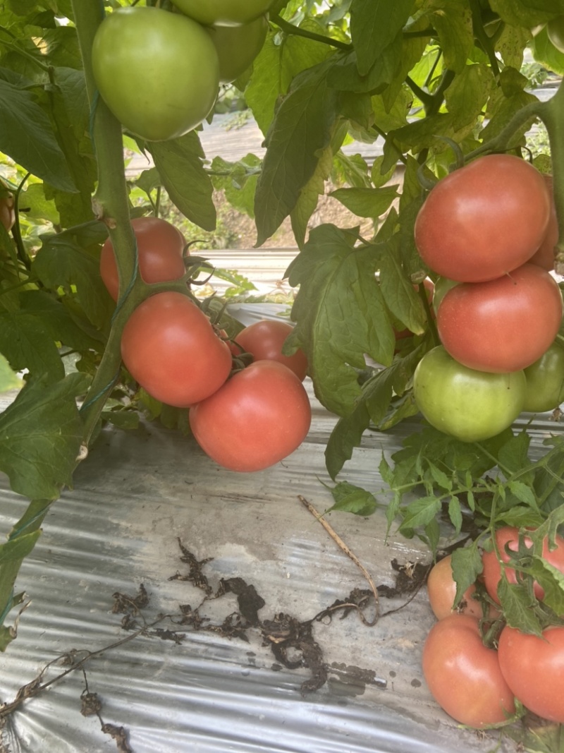 粉红西红柿番茄西红柿🍅