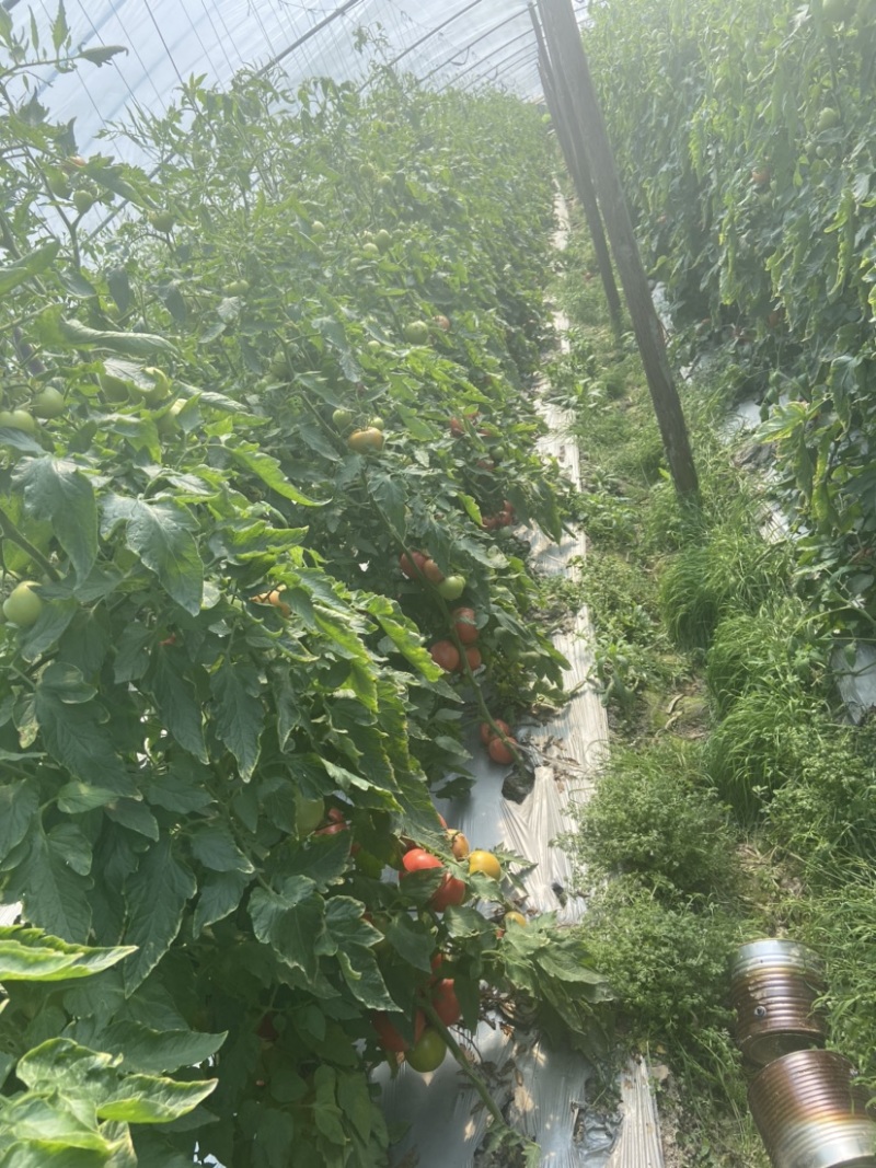 粉红西红柿番茄西红柿🍅