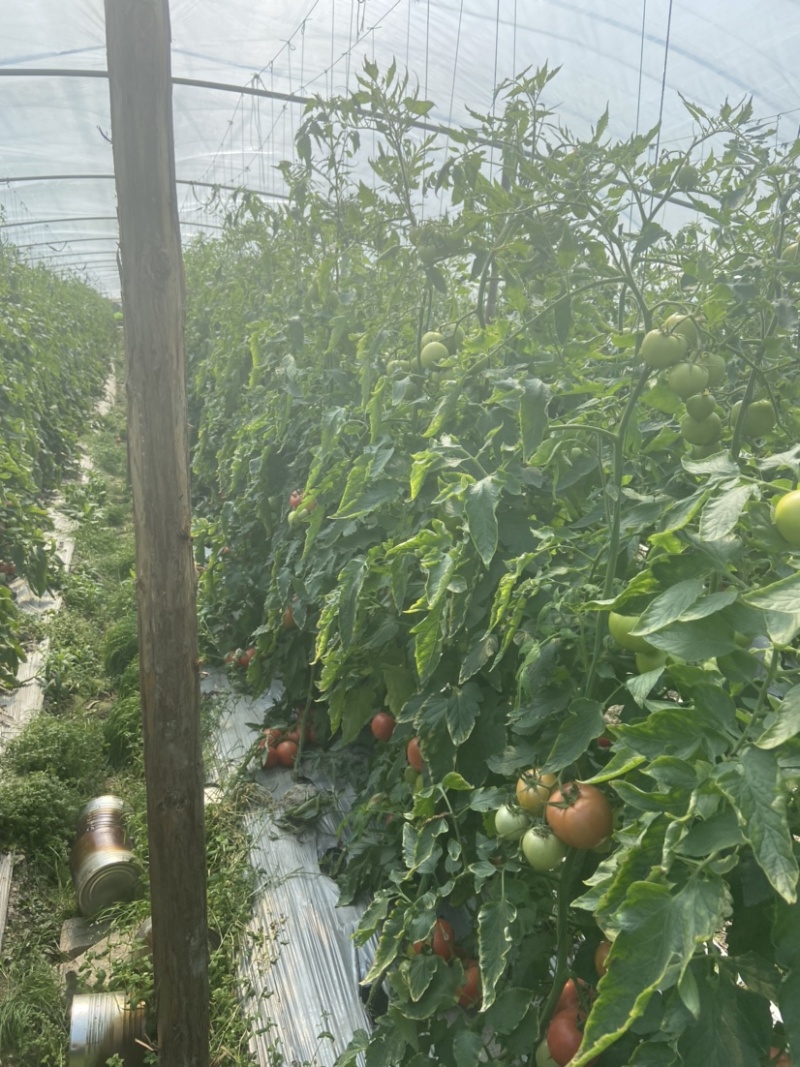粉红西红柿番茄西红柿🍅