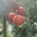 粉红西红柿番茄西红柿🍅