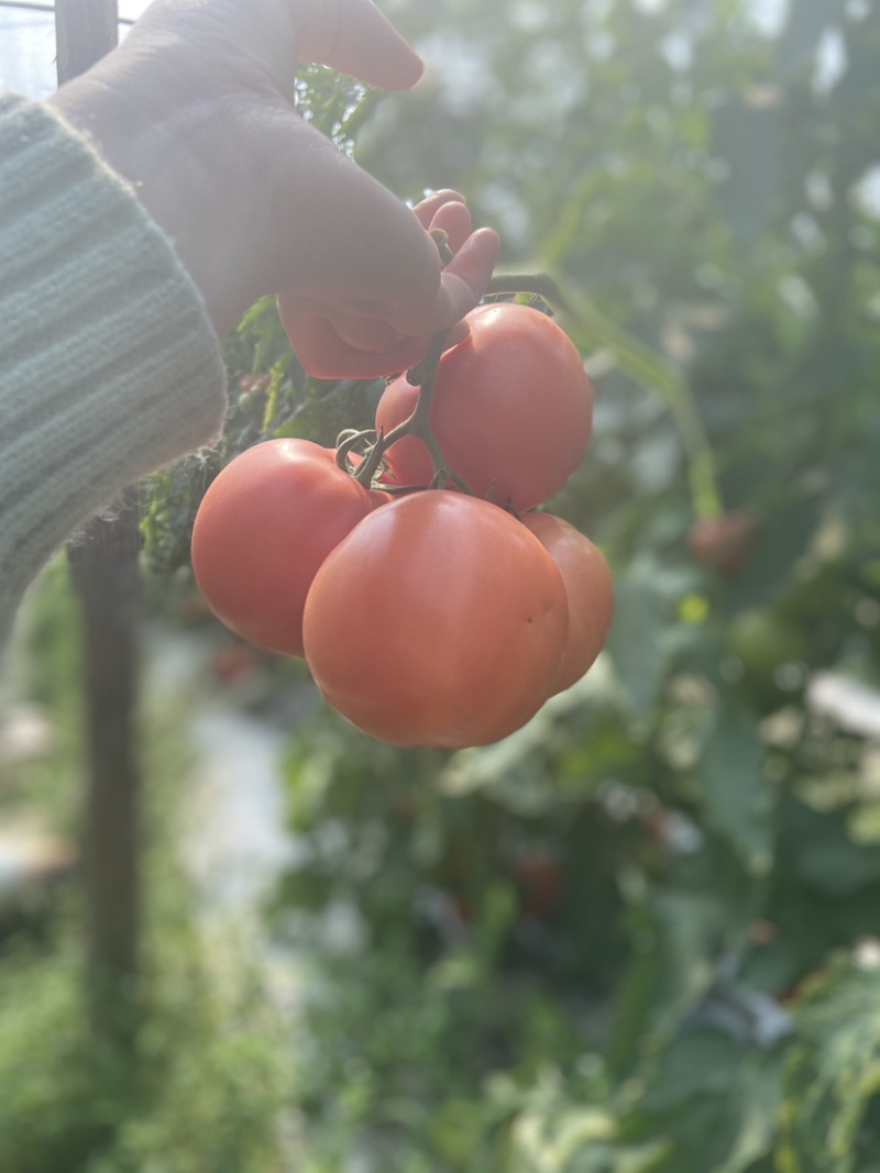 粉红西红柿番茄西红柿🍅