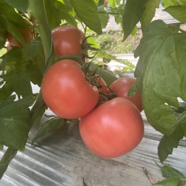 粉红西红柿番茄西红柿🍅