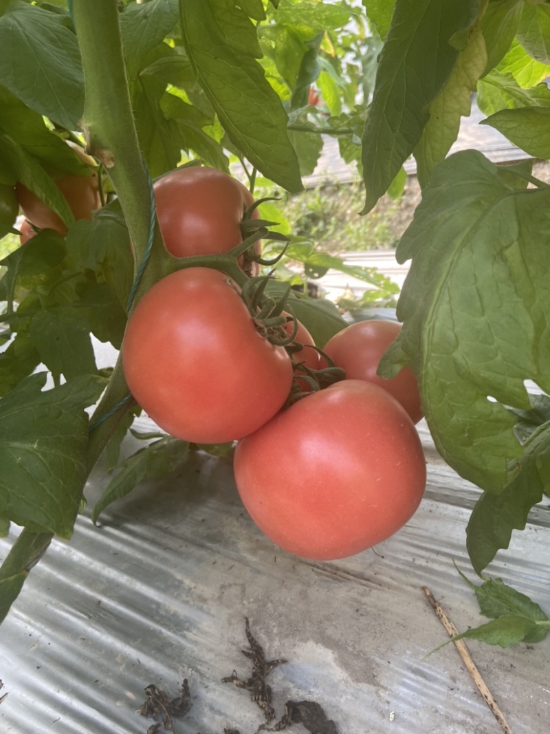 粉红西红柿番茄西红柿🍅
