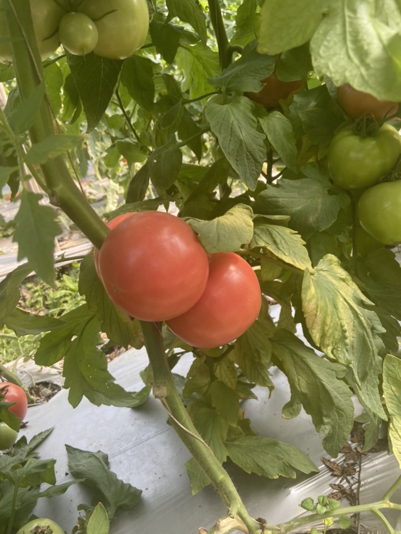 粉红西红柿番茄西红柿🍅