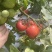 粉红西红柿番茄西红柿🍅