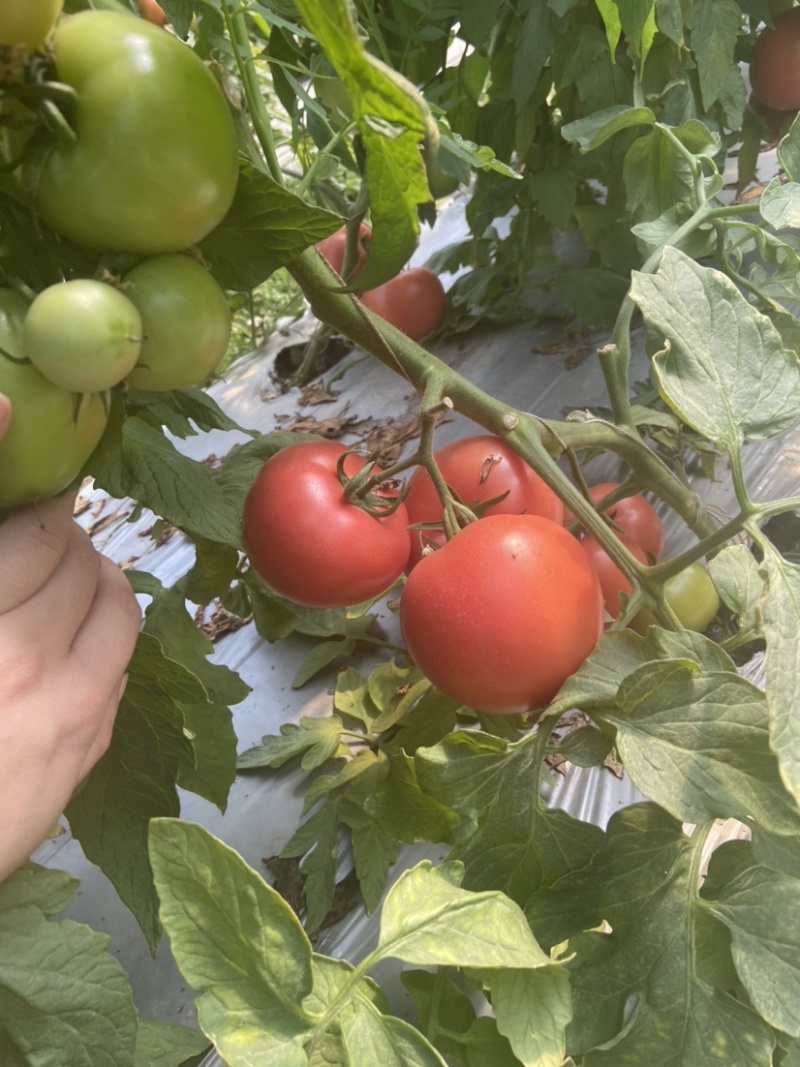 粉红西红柿番茄西红柿🍅