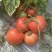 粉红西红柿番茄西红柿🍅