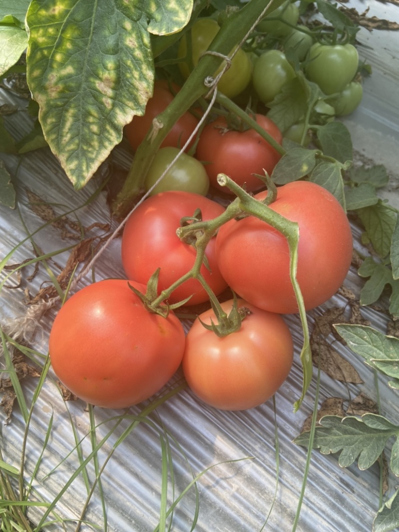 粉红西红柿番茄西红柿🍅