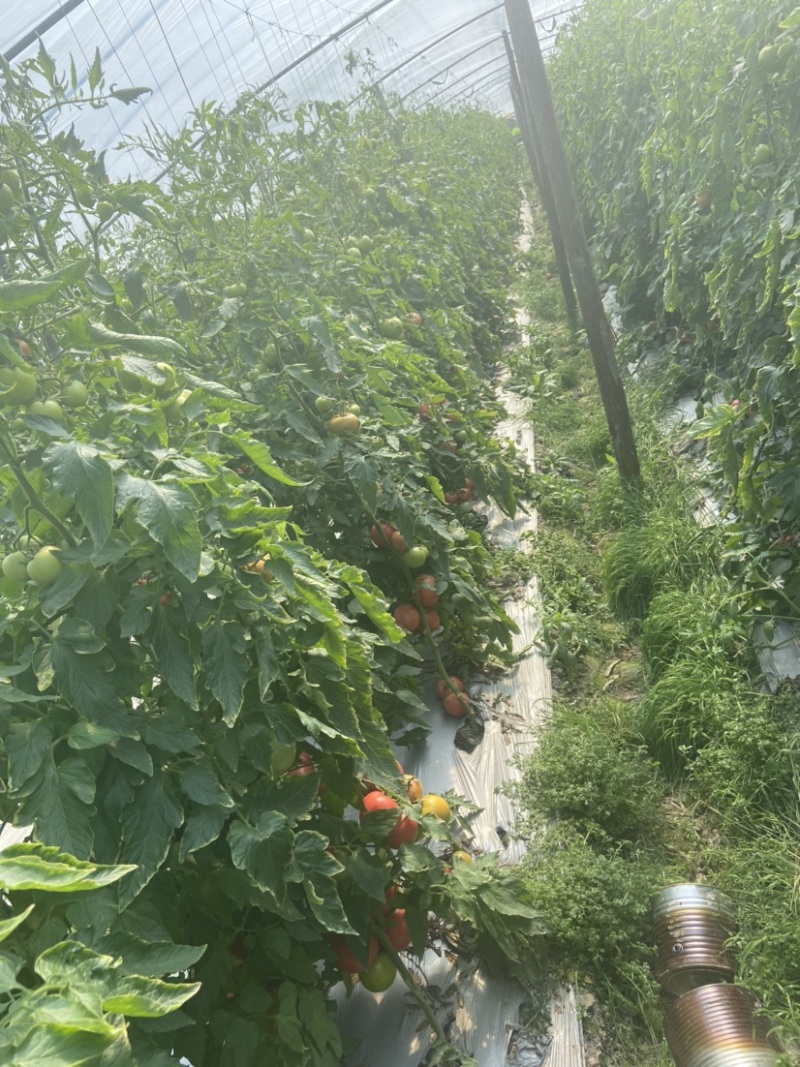 粉红西红柿番茄西红柿🍅