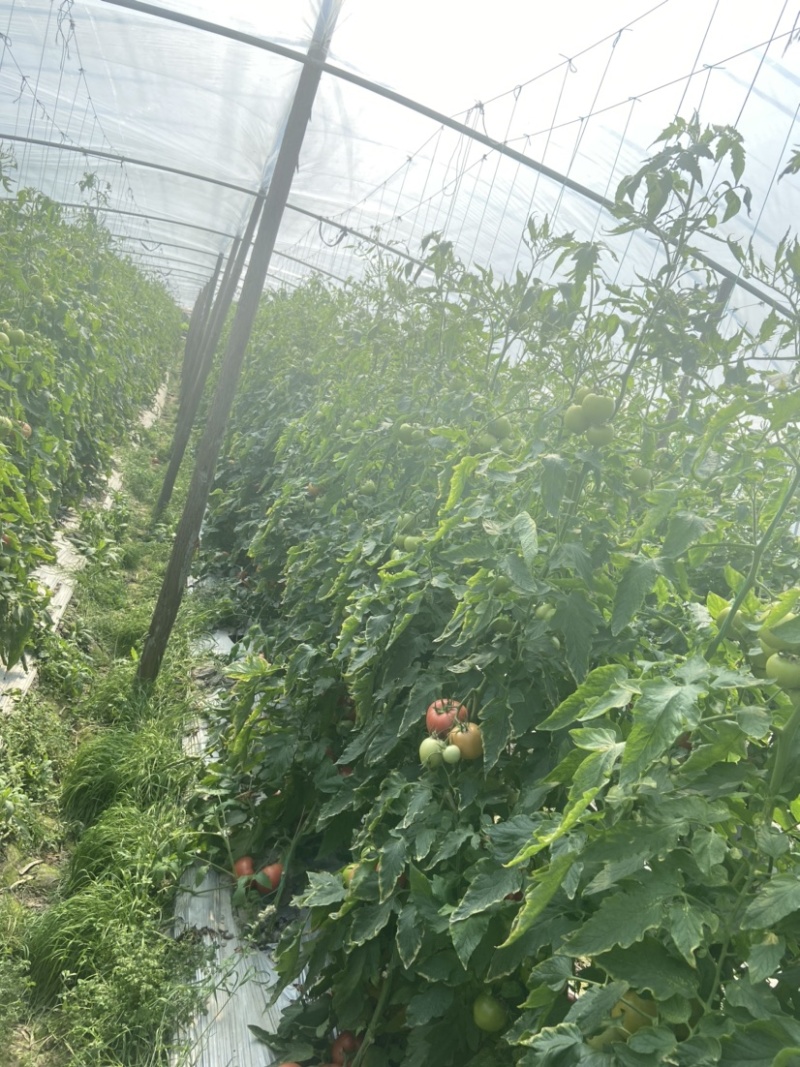 粉红西红柿番茄西红柿🍅