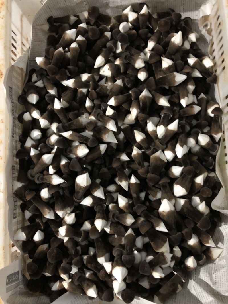 韶关新鲜食用菌黑皮鸡枞菌
