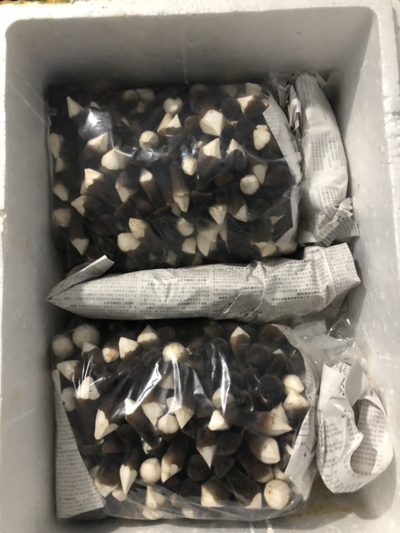 韶关新鲜食用菌黑皮鸡枞菌