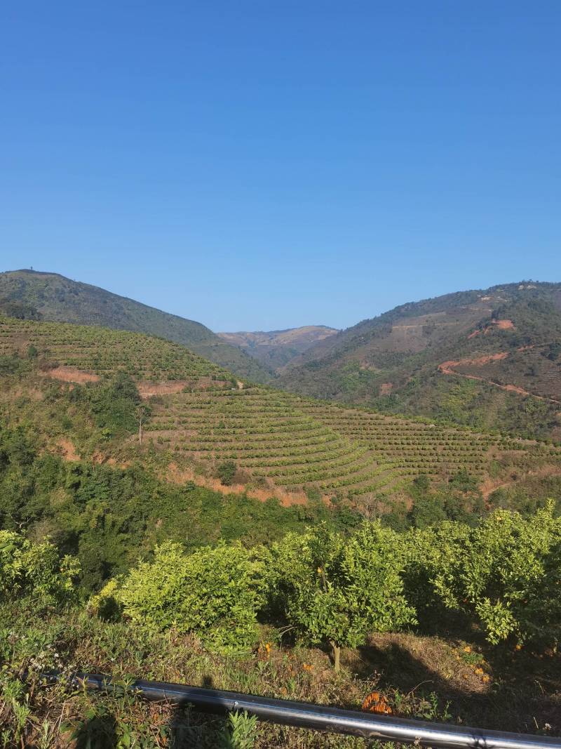 西双版纳山地沃柑上市（2022年果品已售罄）