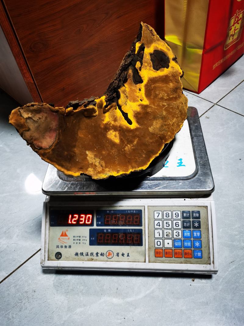 包邮西藏金边桑树桑黄（桑黄灵芝）纯野生