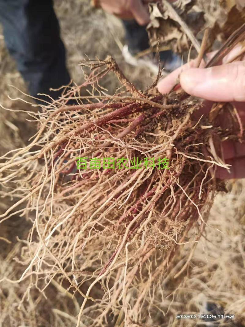 紫菀苗改良紫菀芽优质抗病紫菀种根