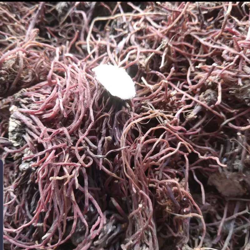 紫菀苗改良紫菀芽优质抗病紫菀种根