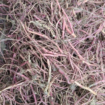 紫菀苗改良紫菀芽优质抗病紫菀种根