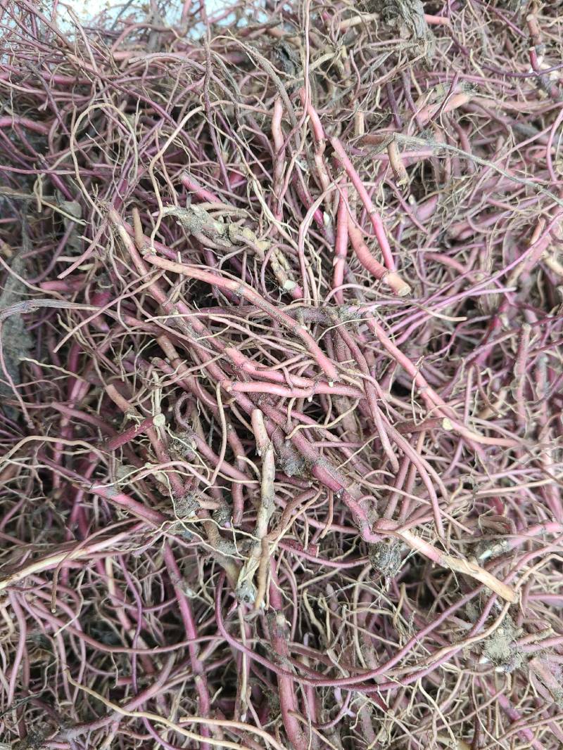 紫菀苗改良紫菀芽优质抗病紫菀种根