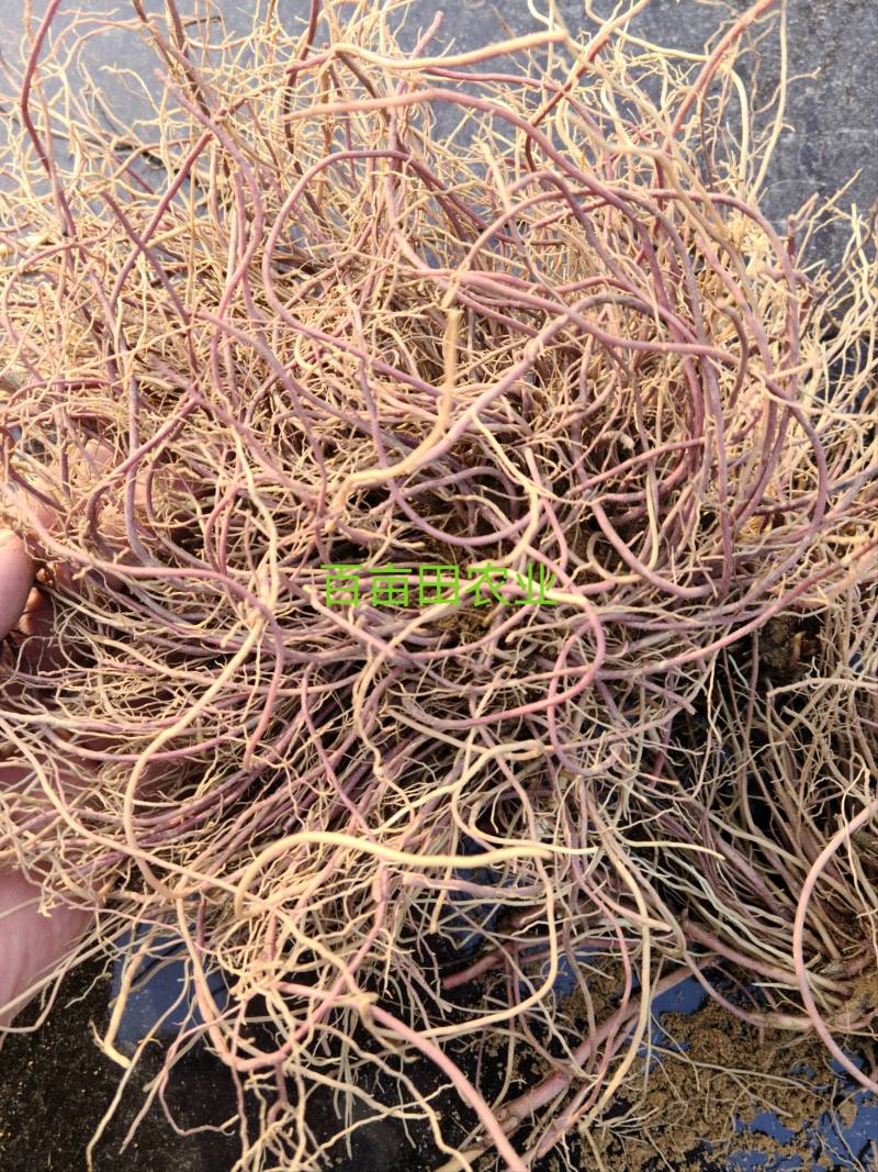 紫菀苗改良紫菀芽优质抗病紫菀种根