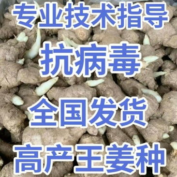 浙江姜种产地直销亩产过万专业技术指导全国发货