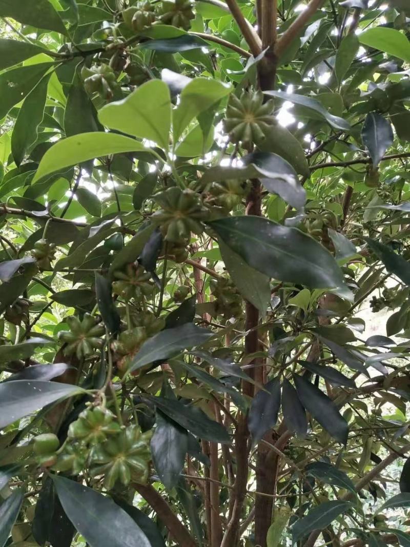 藤县古龙八角嫁接苗杯苗，罗马，东荣，木王品种