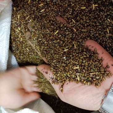 决明子上等好药材颗粒饱满