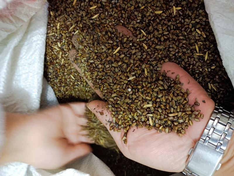 决明子上等好药材颗粒饱满