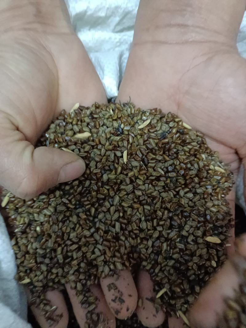 决明子上等好药材颗粒饱满