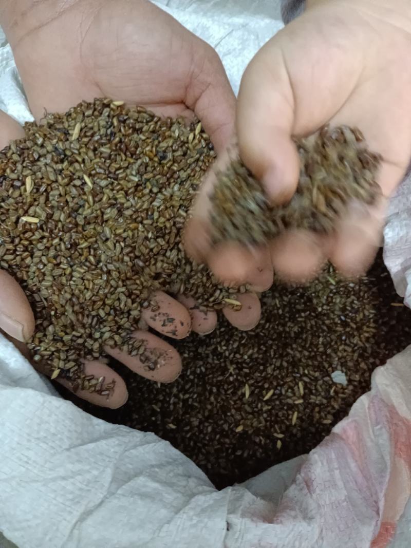 决明子上等好药材颗粒饱满