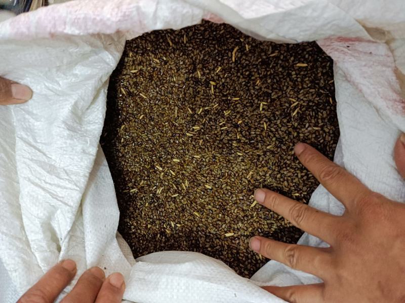 决明子上等好药材颗粒饱满