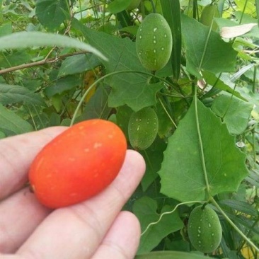 红参果苗火蜜果苗红香果苗新奇稀有水果苗红香果苗