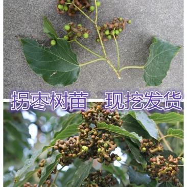 拐枣树苗万寿果苗鸡爪苗拐枣儿提供种植技术现挖现发