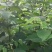 拐枣树苗万寿果苗鸡爪苗拐枣儿提供种植技术现挖现发
