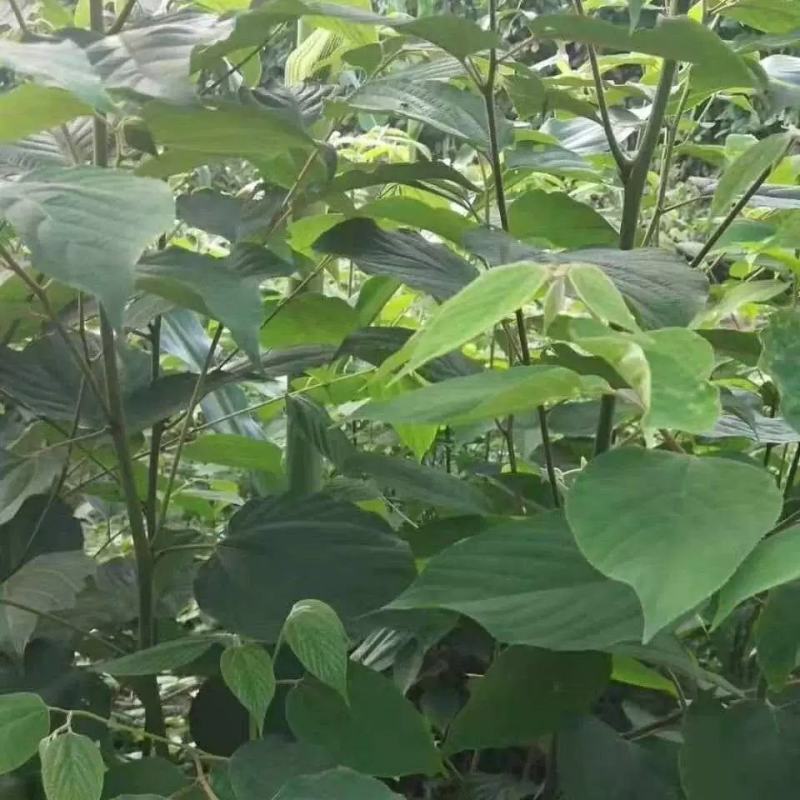 拐枣树苗万寿果苗鸡爪苗拐枣儿提供种植技术现挖现发