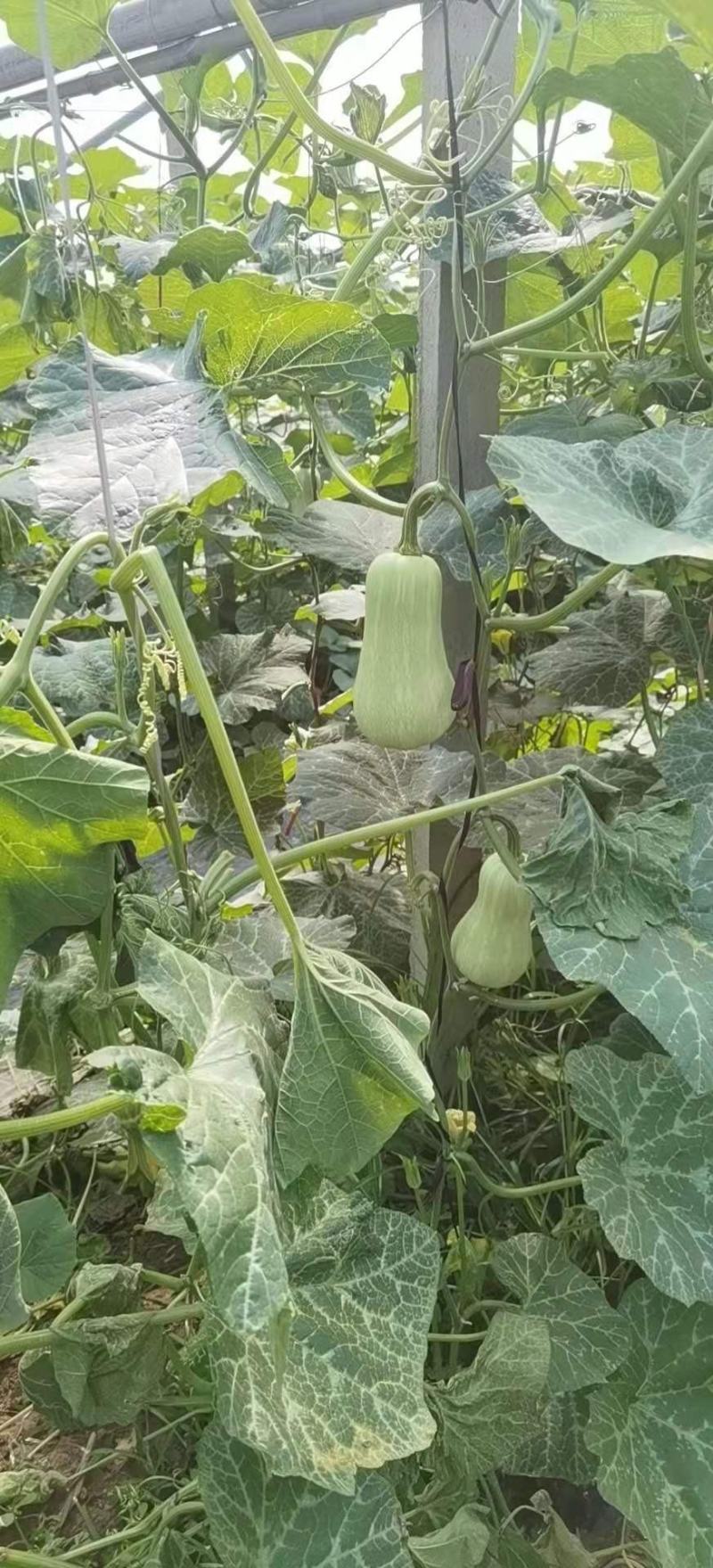 奶油南瓜，板栗南瓜，贝贝南瓜，橄榄南瓜，