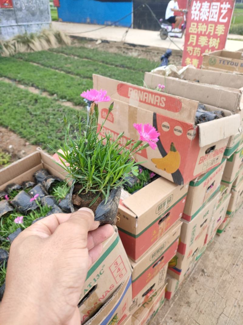 优质欧石竹小杯苗价格，欧石竹专业种植，欧石竹花海苗大量