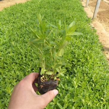 多芽千屈菜价格，优质千屈菜基地，千屈菜大量供应