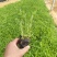 多芽千屈菜价格，优质千屈菜基地，千屈菜大量供应