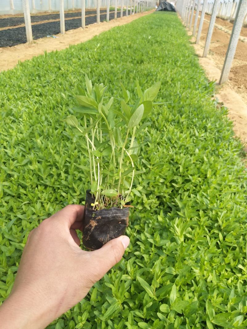 多芽千屈菜价格，优质千屈菜基地，千屈菜大量供应