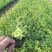 多芽千屈菜价格，优质千屈菜基地，千屈菜大量供应