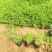 多芽千屈菜价格，优质千屈菜基地，千屈菜大量供应