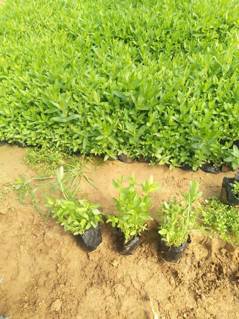 多芽千屈菜价格，优质千屈菜基地，千屈菜大量供应