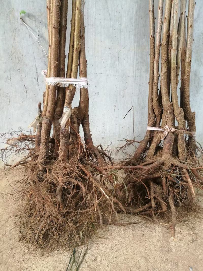 东北抗寒车厘子大樱桃苗