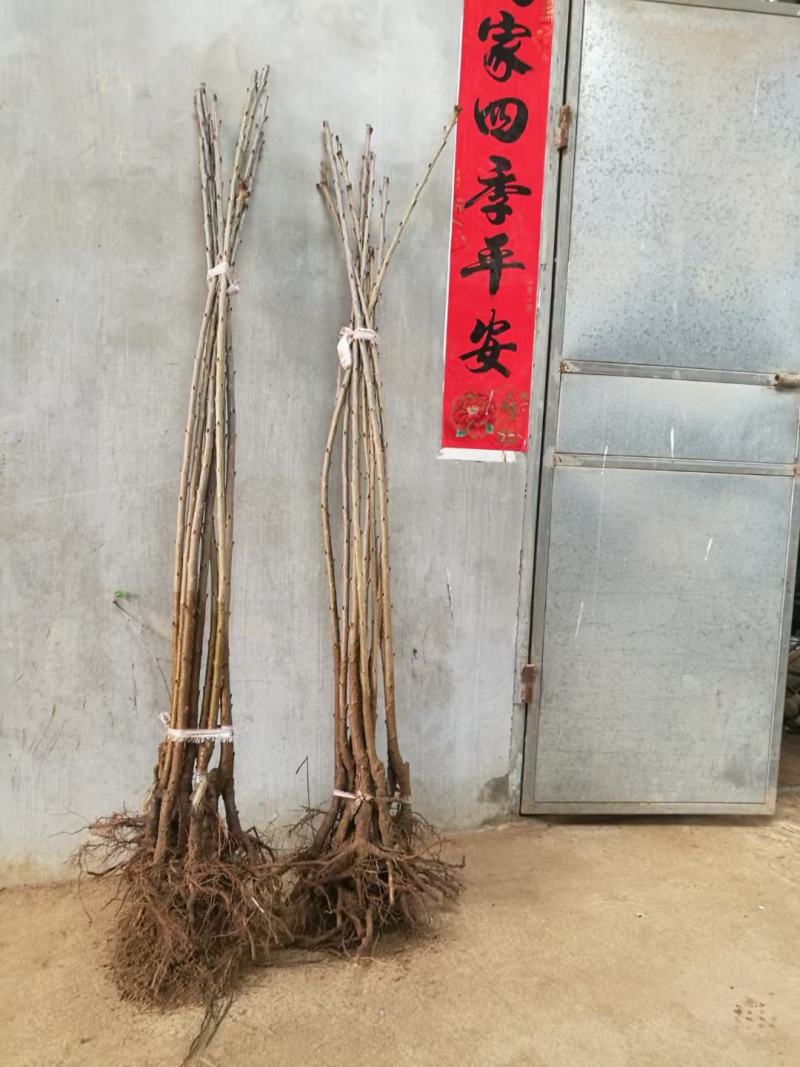 东北抗寒车厘子大樱桃苗
